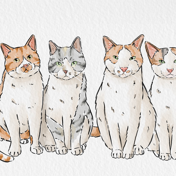 Pet Portrait Illustration